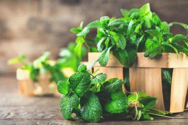 Nanenin faydaları nelerdir? Nanenin besin değerleri ve vücuda yararları