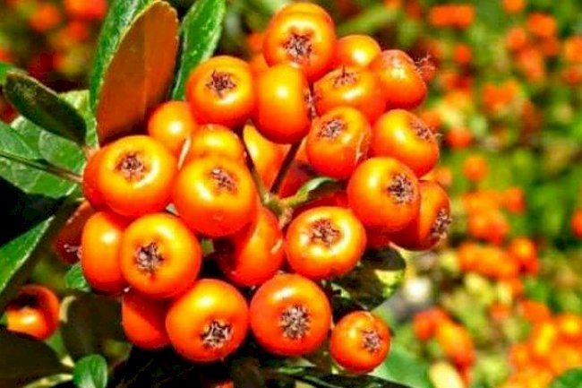 Alıçın faydaları nelerdir? Alıç neye iyi gelir?